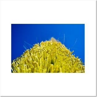 oaxaca garden landscape photograph ecopop Posters and Art